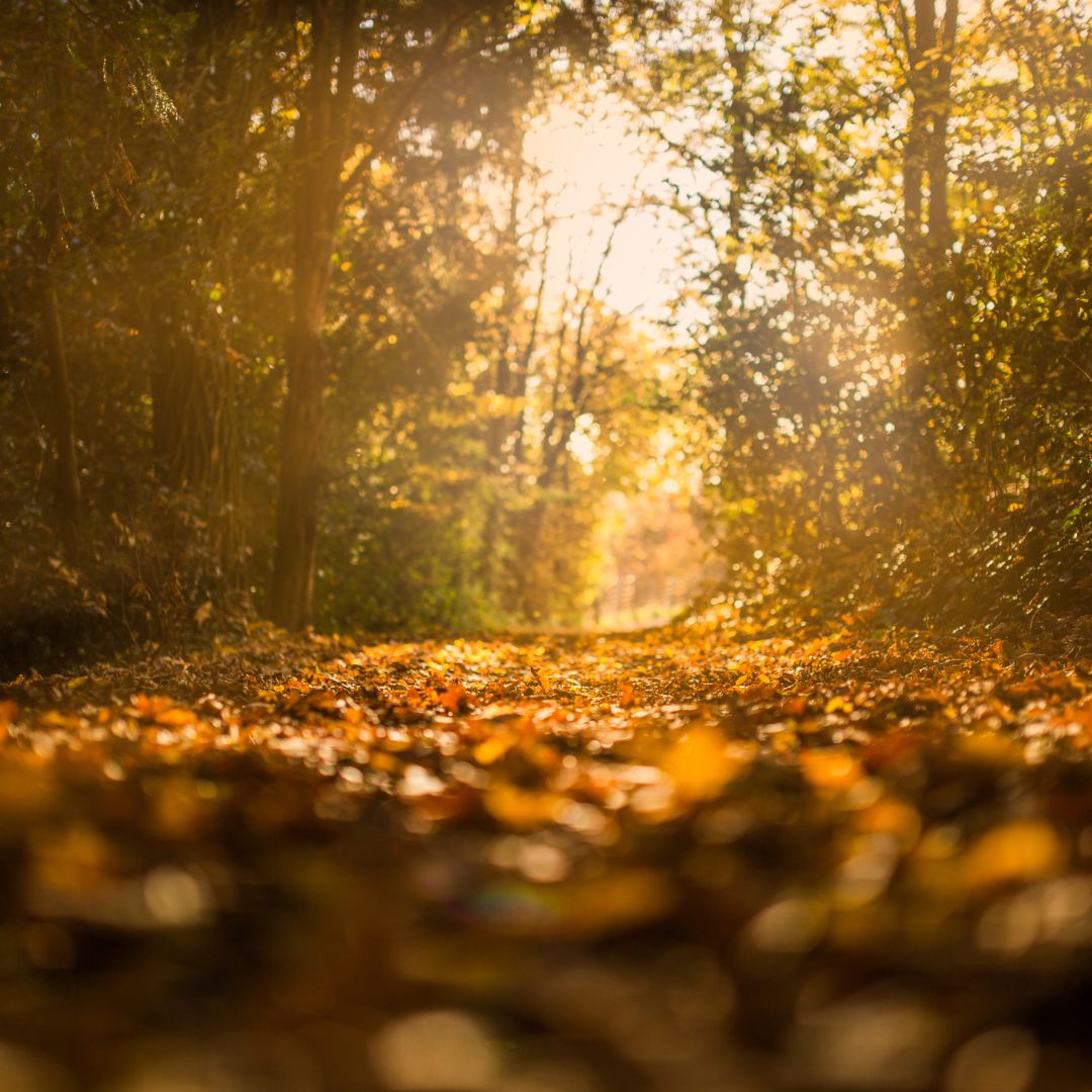 fall leaves in a forest with sunlight